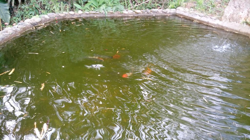 Recanto Dos Passaros - Sana Hotel Ngoại thất bức ảnh